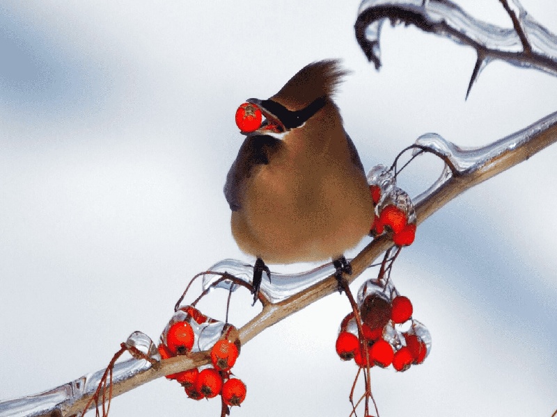 试管很累但不后悔,试管降调吃黑豆